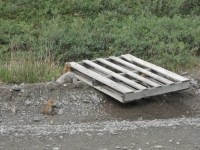 Ground squirrels by the road